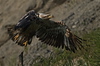 Eagles : 